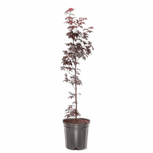 3 -Gallon Feature Japanese Red Maple Tree in Pot (With Soil)