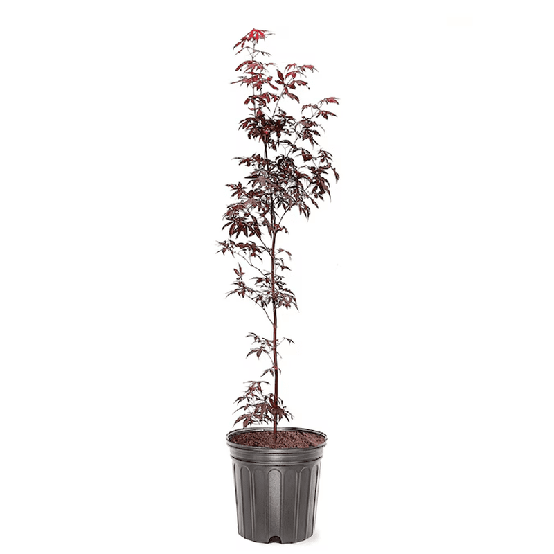 3 -Gallon Feature Japanese Red Maple Tree in Pot (With Soil)