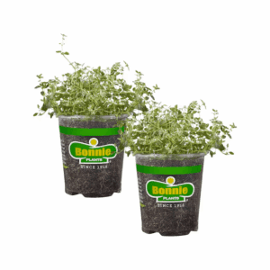 2.0 -Pack English Thyme Plant in Pot