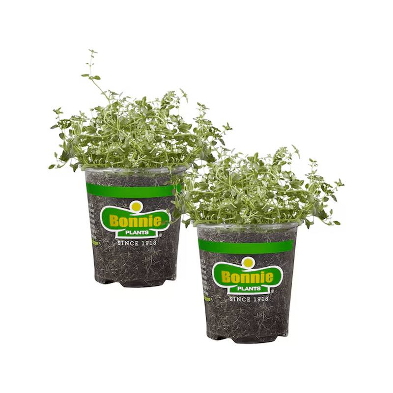 2.0 -Pack English Thyme Plant in Pot