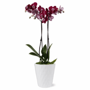 Premium Orchid (Phalaenopsis) Dark Purple Plant in 5 In. White Ceramic Pottery