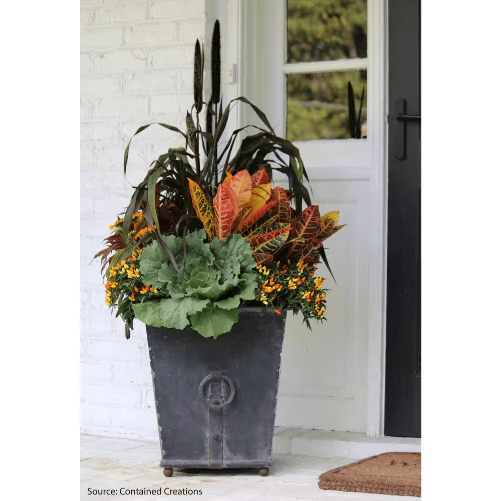 Croton Petra Live Outdoor Plant in Growers Pot Average Shipping Height 2-3 Ft. Tall - Image 3