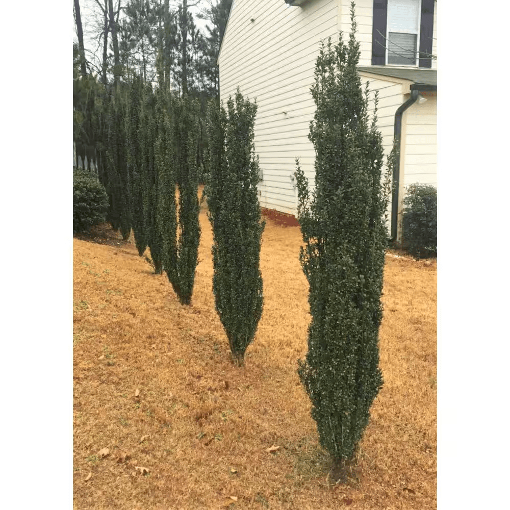 2.5 Qt. Sky Pencil Japanese Holly(Ilex), Live Plant, Upright Growth Habit - Image 10