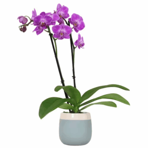16 In. Premium Live Orchid Plant Blooming in 3.5 In. Blue and White Orchid Pot for Home Decor, Purple