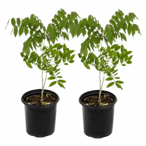 1 Gal. Pink Wisteria Plant with Pink Flowers (2-Pack)