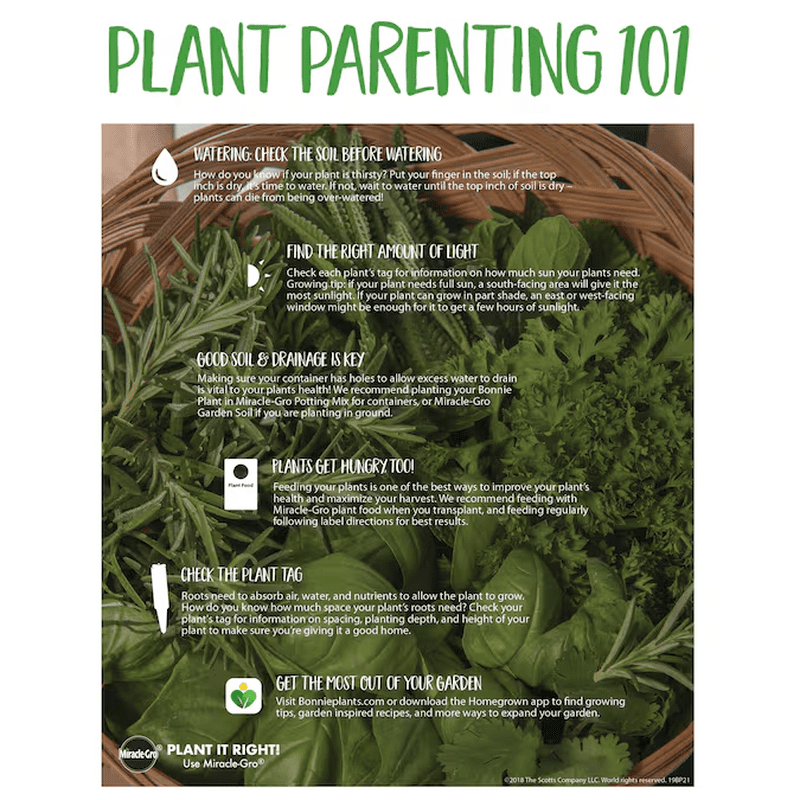 1 -Pack Rosemary Plant in Pot - Image 9