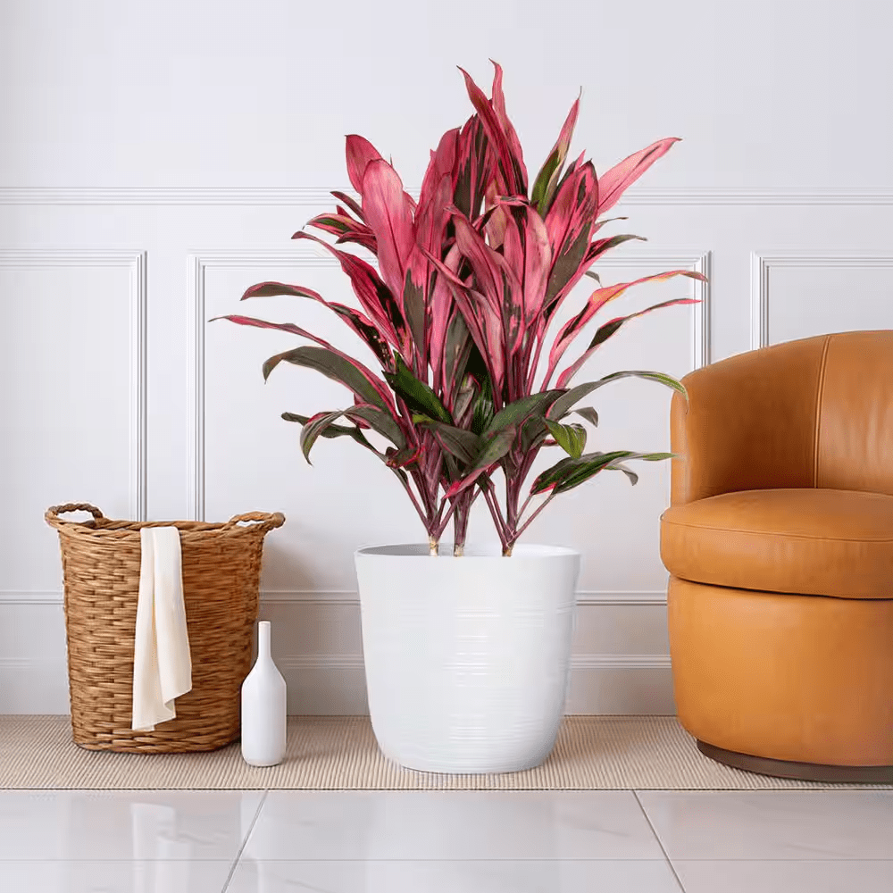 12 In. Cordyline Maria Plant in White Decor Pot - Image 3