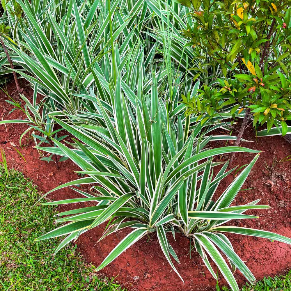 3 Gal. Dianella Flax Lilly Plant - Image 4