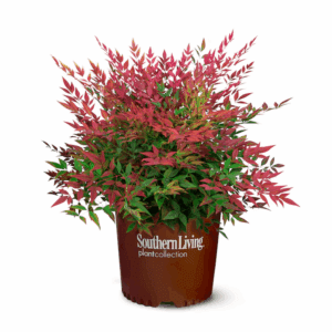 Obsession Nandina Foundation/Hedge Shrub in 2.5 -Quart Pot 1 -Pack