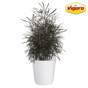12 In.  False Aralia Elegantissima Plant in White Decor Pot