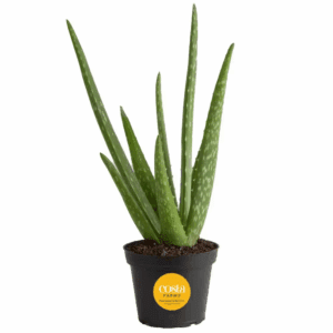 Aloe Vera Indoor Plant in 4 In. Grower Pot, Avg. Shipping Height 10 In. Tall