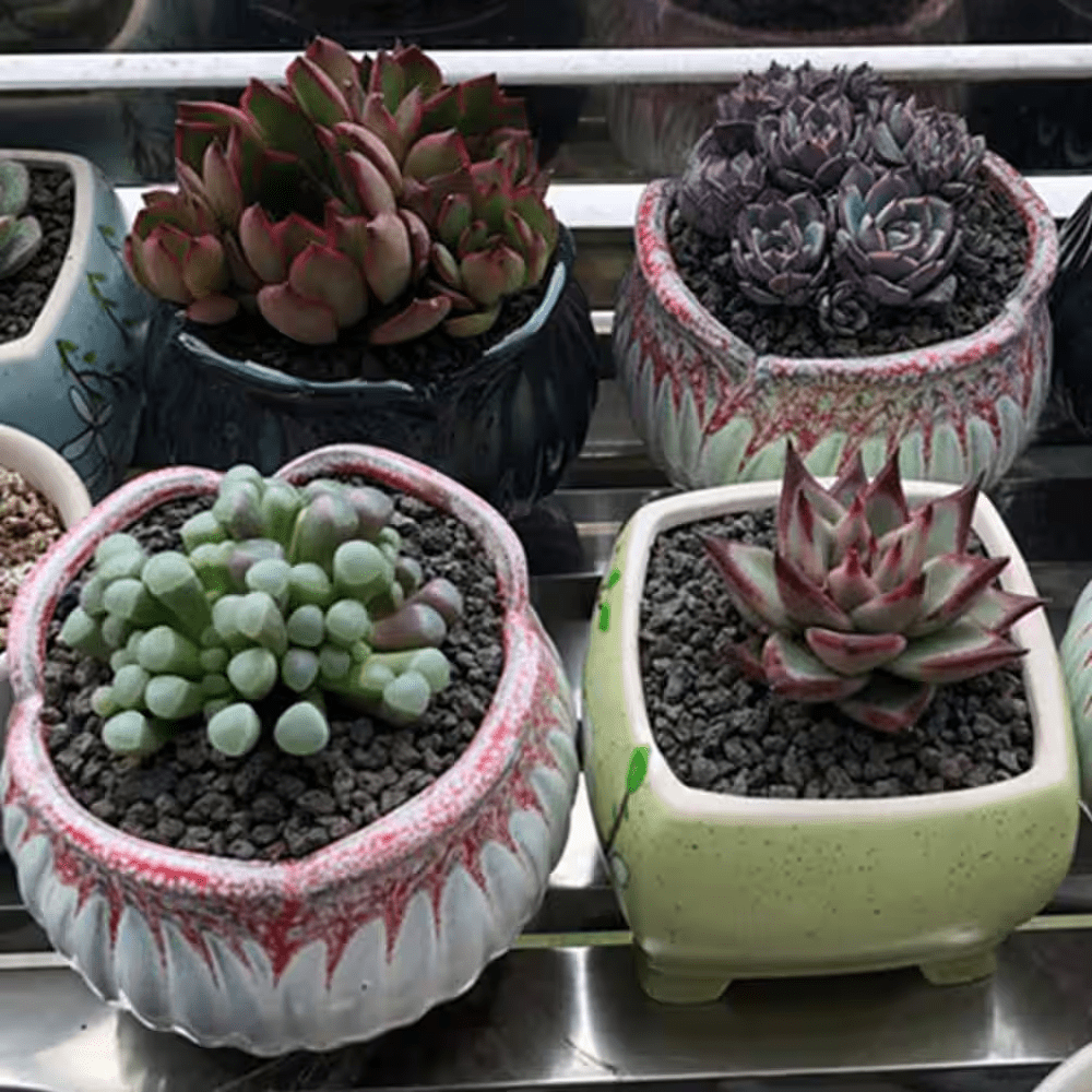 2.2 Lb. Black Horticultural Lava Bagged Landscape Rock Soil Additive for Cacti Succulents Plants - Image 6