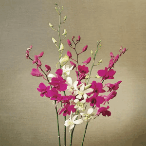5 In. Medium Decorative Orchid (Phalaenopsis)