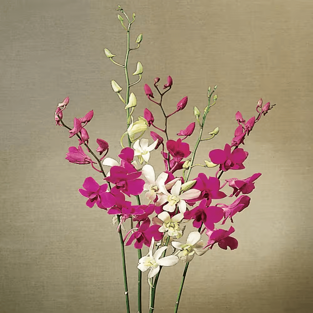 5 In. Medium Decorative Orchid (Phalaenopsis)