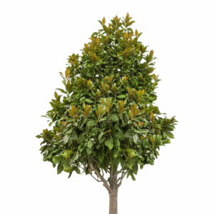 7 -Gallon White Flowering Kay Parris Southern Magnolia in Pot (With Soil)