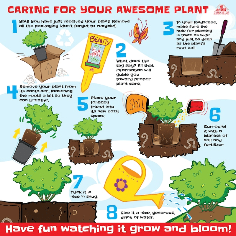 Japanese Boxwood Foundation/Hedge Shrub in 2.5 -Quart Pot 1.0 -Pack with White Blooms - Image 5