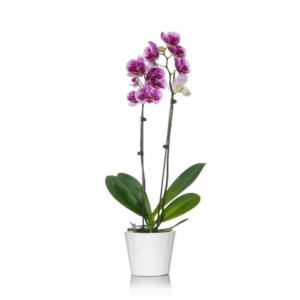White with Purple Spots 5 In. Orchid Plant in Wood Pot (2-Stems)