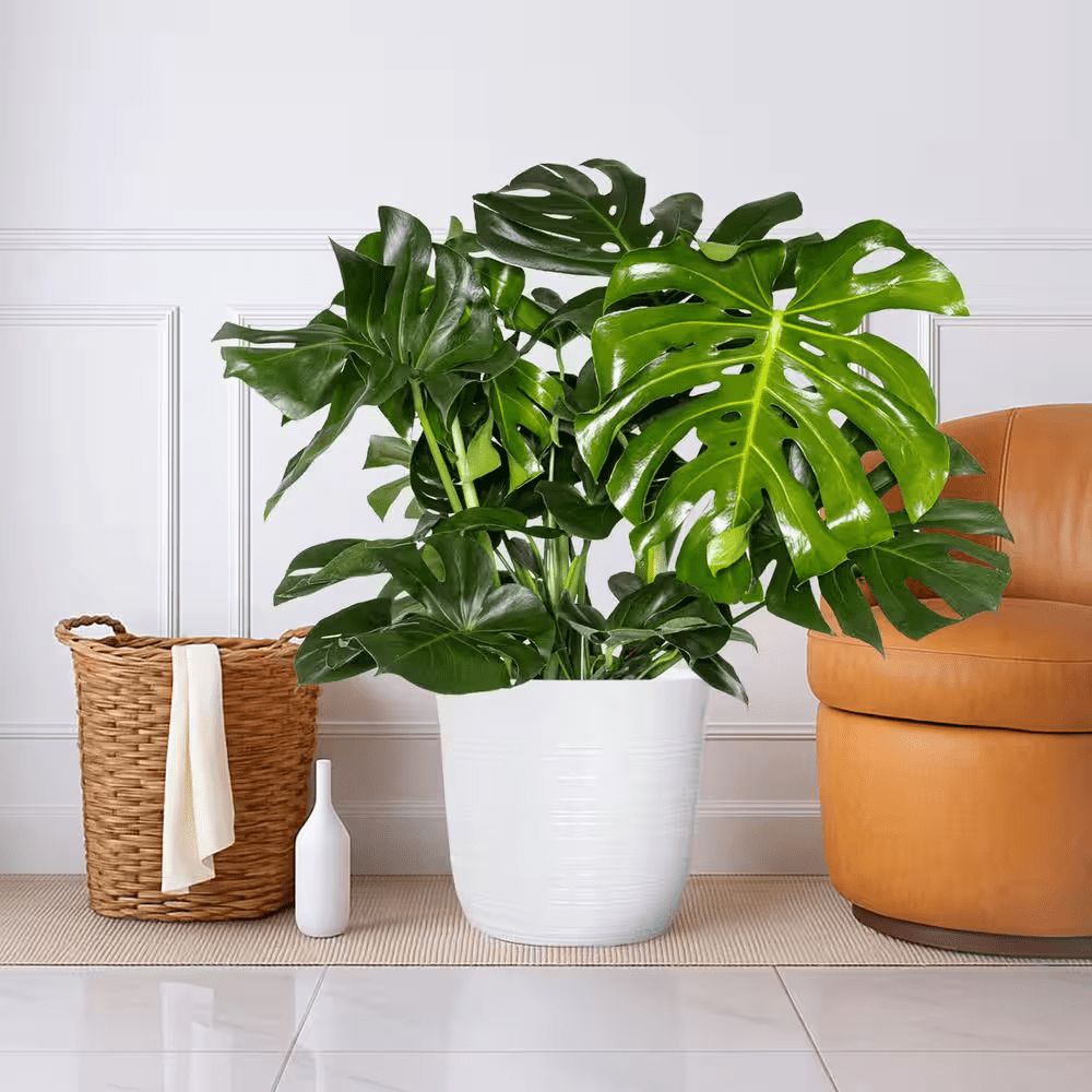 12 In. Monstera Deliciosa Swiss Cheese Plant in White Decor Pot - Image 3