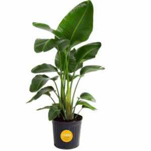 White Bird of Paradise Indoor Plant in 10 In. Grower Pot, Avg. Shipping Height 2-3 Ft. Tall