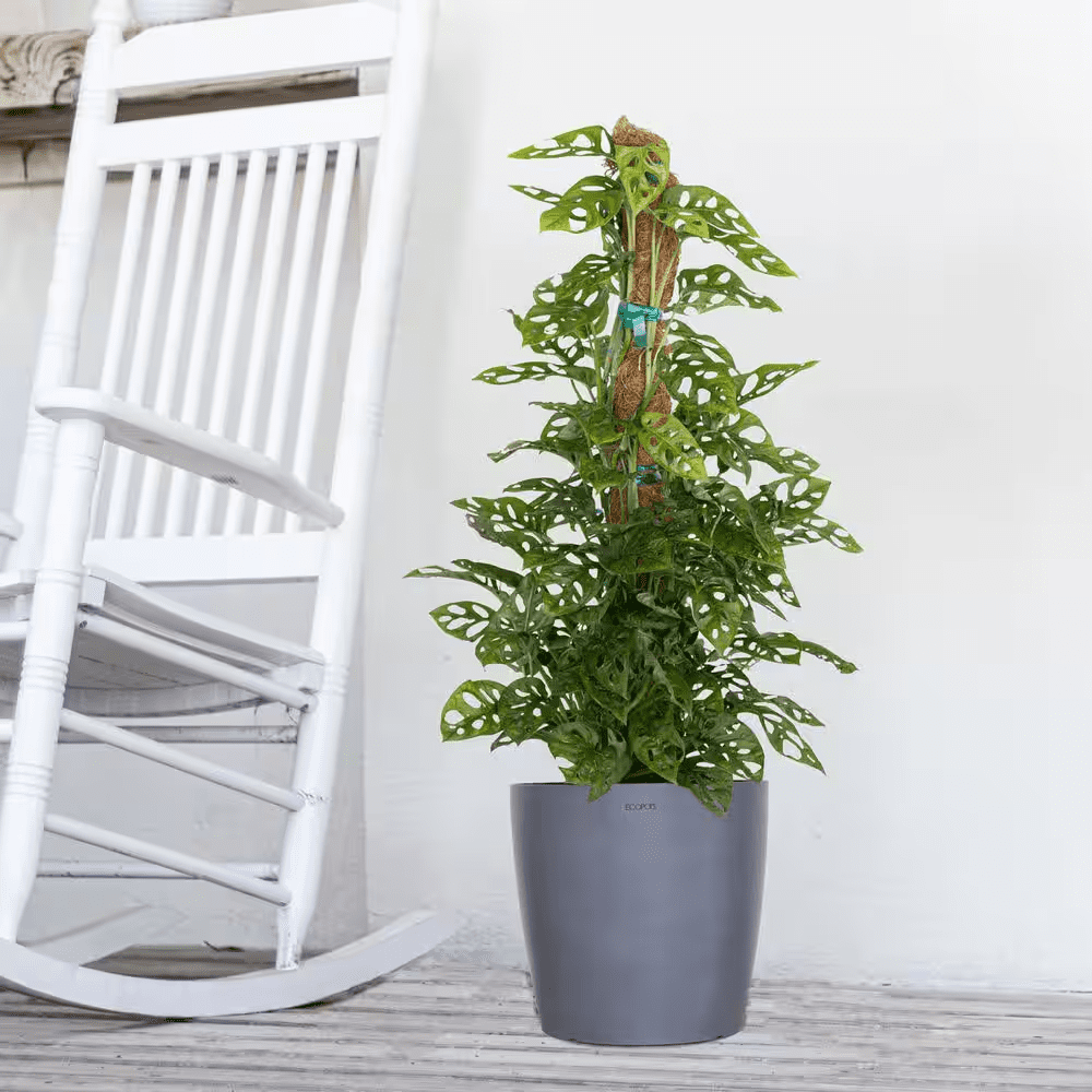 Miami 10 In. Gray Premium Sustainable Plastic Planter with Saucer - Image 5