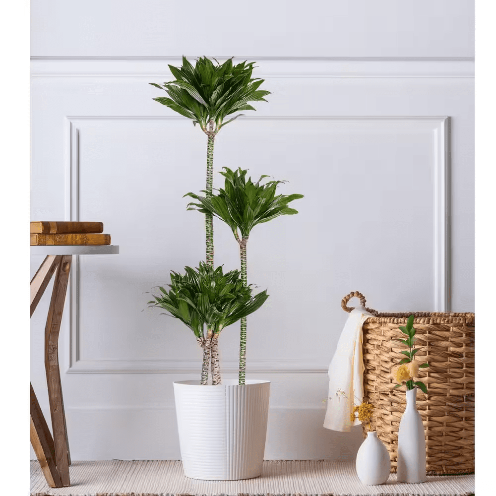 10 In. Dracaena Janet Craig Compacta Plant in White Decor Pot - Image 4