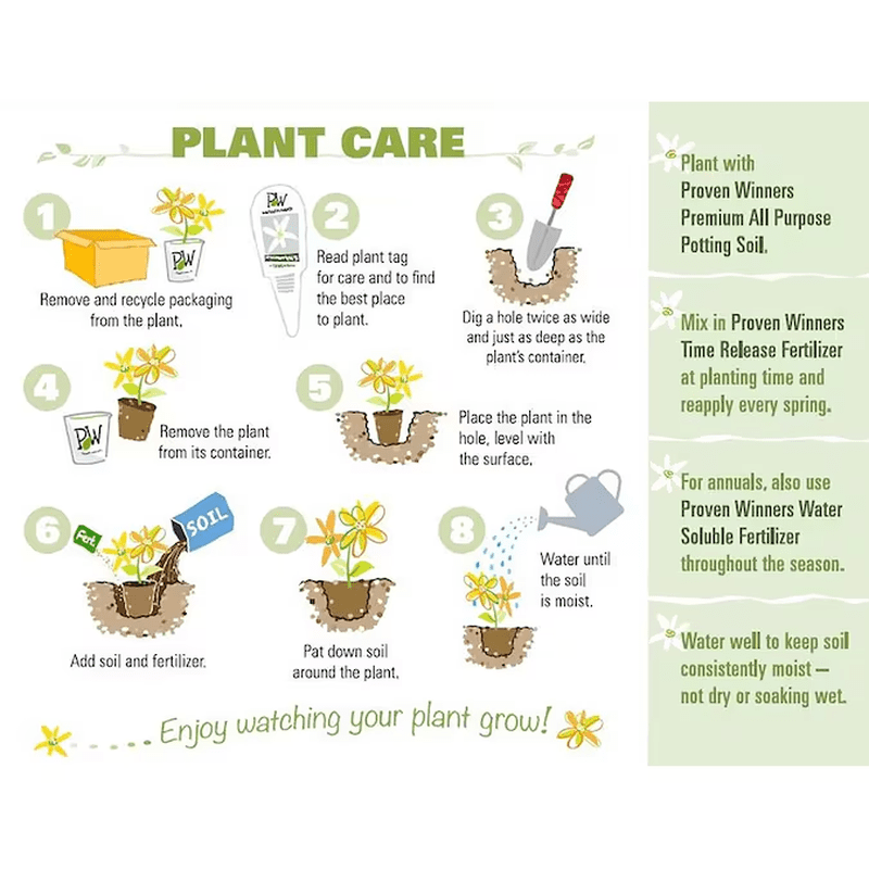 'Miss Molly' Butterfly Bush (Buddleia) Flowering Shrub in 1 -Quart Pot 1.0 -Pack with Red Blooms - Image 4