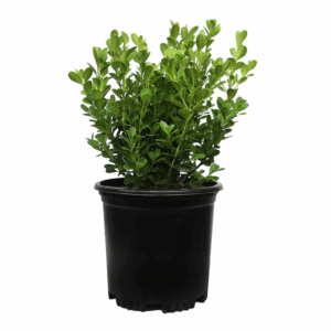 Japanese Boxwood Foundation/Hedge Shrub in 2.5 -Quart Pot 1.0 -Pack with White Blooms