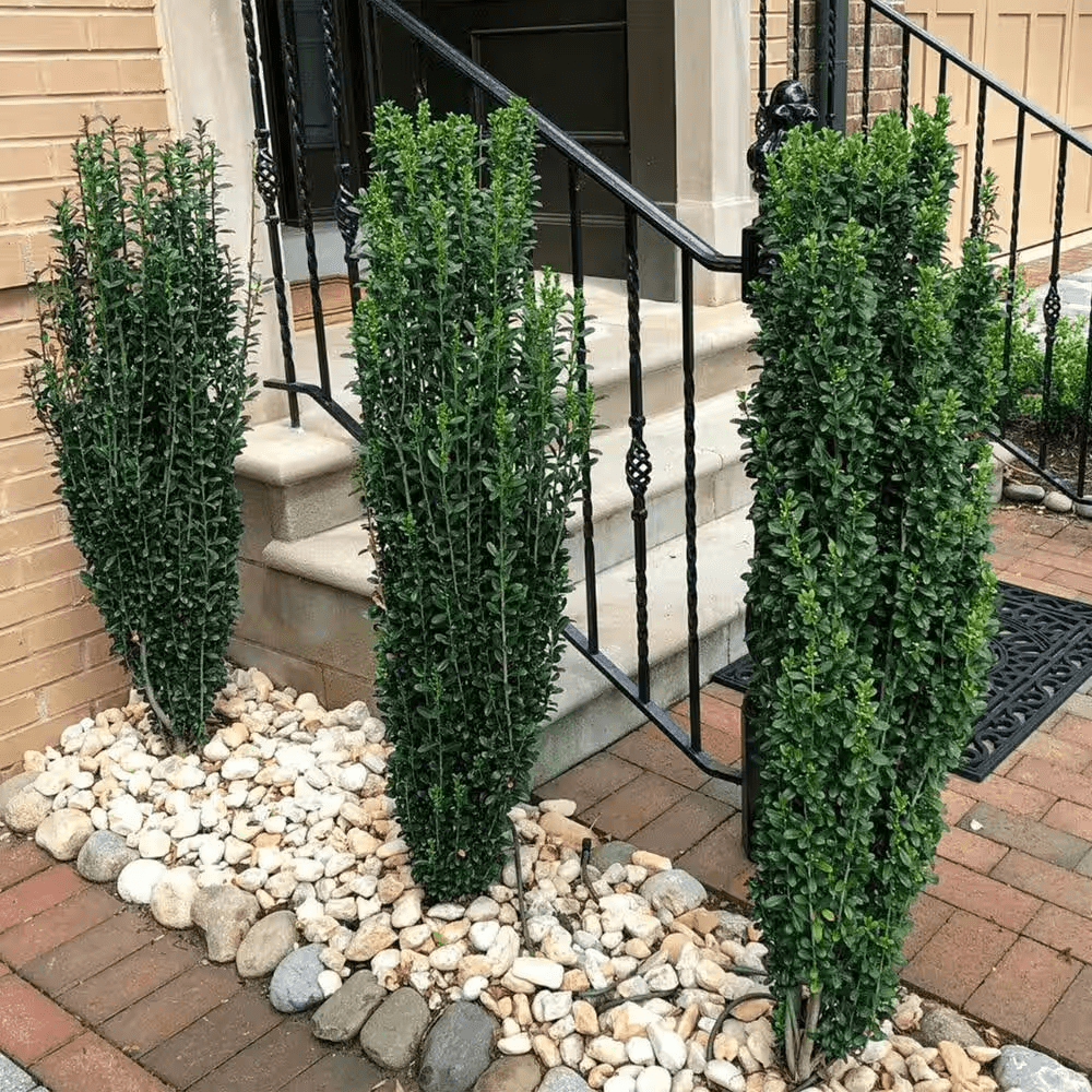 3 Gal. Sky Pencil Holly Shrub - Image 3