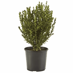 2.5 Qt. Wintergreen Boxwood Shrub Plant