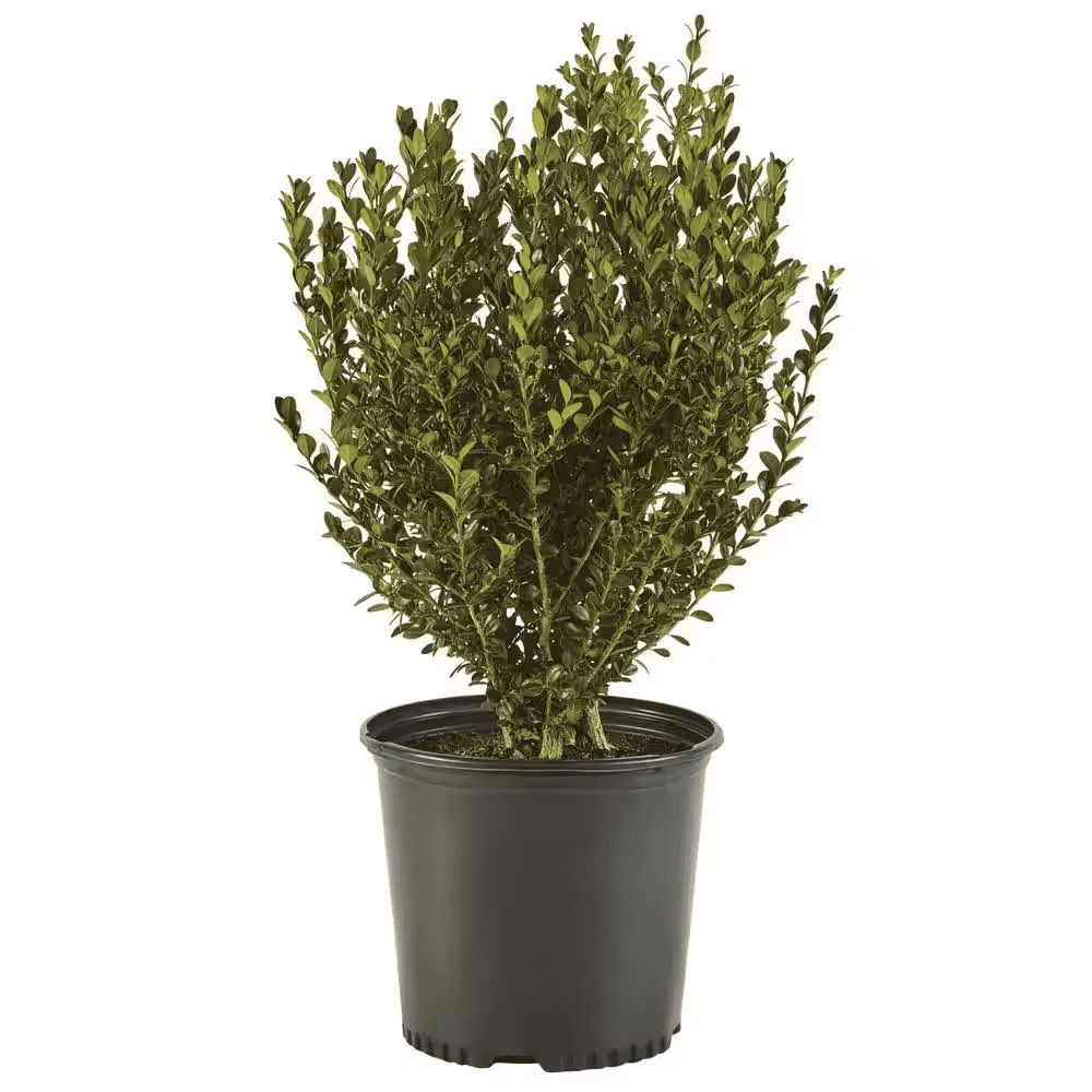 2.5 Qt. Wintergreen Boxwood Shrub Plant