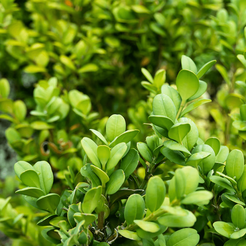 Japanese Boxwood Foundation/Hedge Shrub in 2.5 -Quart Pot 1.0 -Pack with White Blooms - Image 3