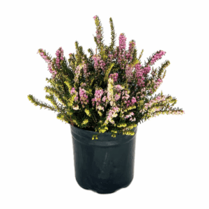 Pink Winter Heather Accent Shrub in 2.5 -Quart Pot 1 -Pack with Pink Blooms