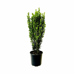 Sky Pencil Holly Foundation/Hedge Shrub in 2.5 -Quart Pot 1 -Pack