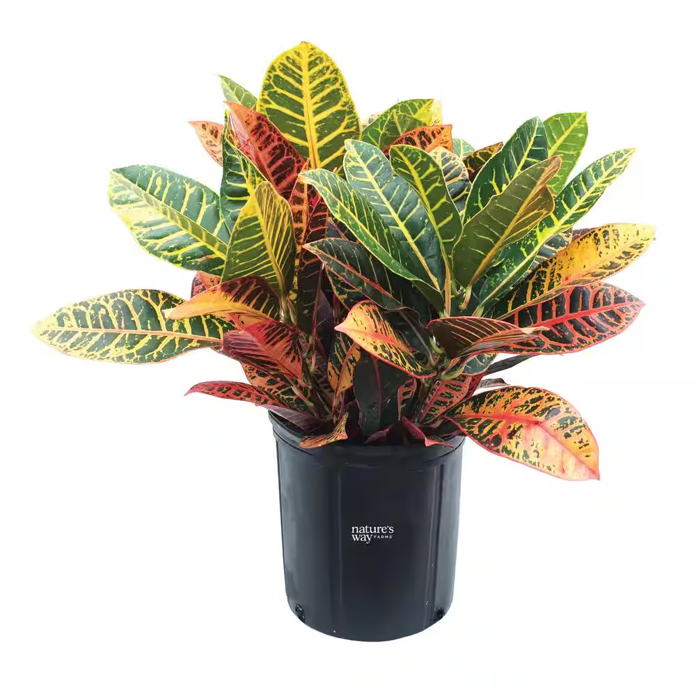 Croton Petra Live Outdoor Plant in Growers Pot Average Shipping Height 2-3 Ft. Tall