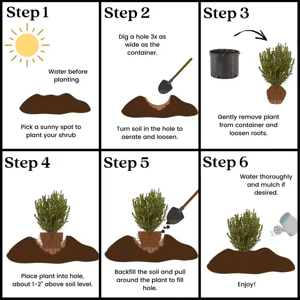 2.5 Qt. Wintergreen Boxwood Shrub Plant - Image 6