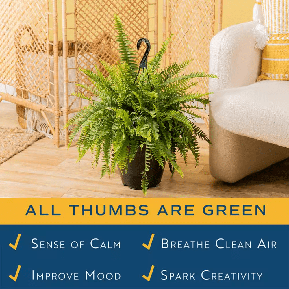 Boston Fern Indoor/Outdoor Plant in 10 In. Hanging Grower'S Pot, Avg. Shipping Height 1-2 Ft. Tall - Image 5