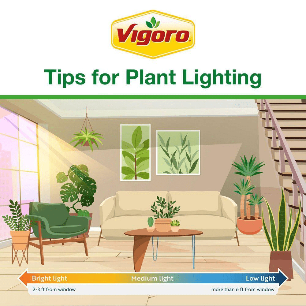 Grower'S Choice Dracaena Indoor Plant in 10 In. Decor Pot, Avg. Shipping Height 2-3 Ft. Tall - Image 2