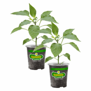 19.3 Oz. Shishito Pepper (2-Pack)