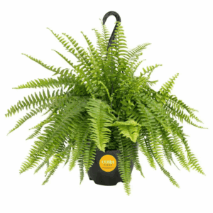 Boston Fern Indoor/Outdoor Plant in 10 In. Hanging Grower'S Pot, Avg. Shipping Height 1-2 Ft. Tall