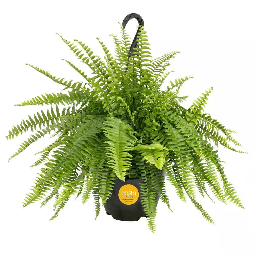 Boston Fern Indoor/Outdoor Plant in 10 In. Hanging Grower'S Pot, Avg. Shipping Height 1-2 Ft. Tall