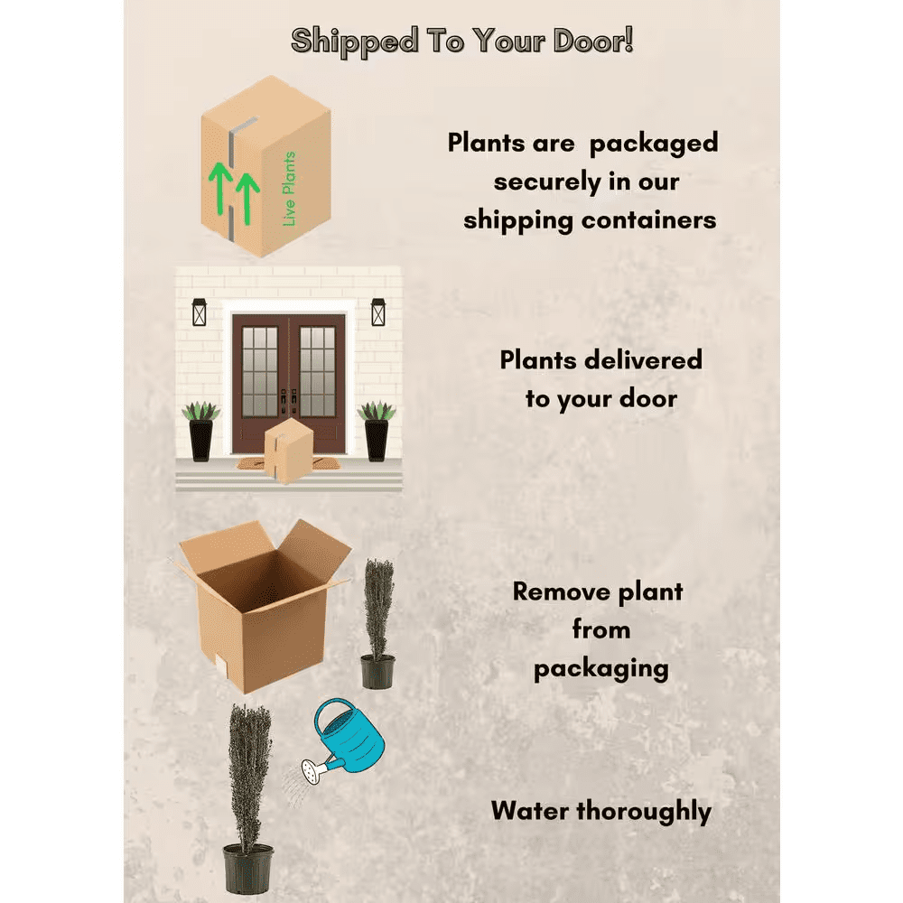 3 Gal. Sky Pencil Holly Shrub - Image 5