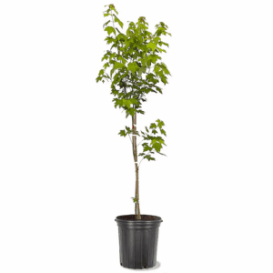7 -Gallon Shade Autumn Blaze Maple in Pot (With Soil)
