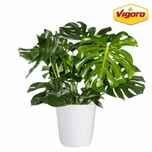 12 In.  Monstera Deliciosa Swiss Cheese Plant in White Decor Pot