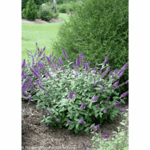 4.5 In. Qt. Lo and Behold 'Blue Chip Jr.' Butterfly Bush (Buddleia) Live Shrub, Blue-Purple Flowers
