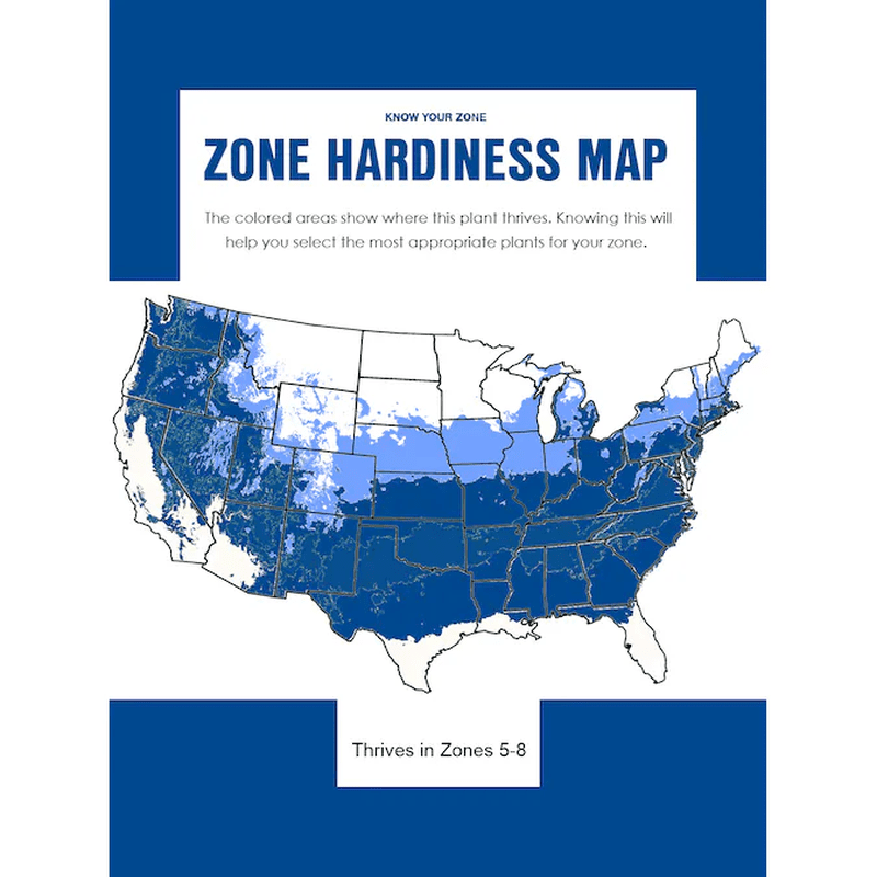 3 -Gallon Feature Japanese Red Maple Tree in Pot (With Soil) - Image 4