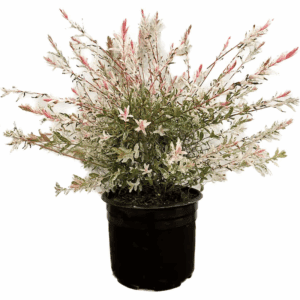 Dappled Willow Accent Shrub in 2.25 -Gallon Pot 1 -Pack