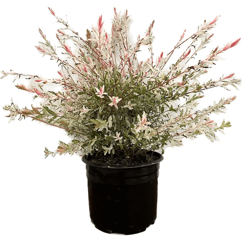 Dappled Willow Accent Shrub in 2.25 -Gallon Pot 1 -Pack