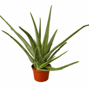 6 IN. Aloe Vera Indoor Plant in Deco Pot