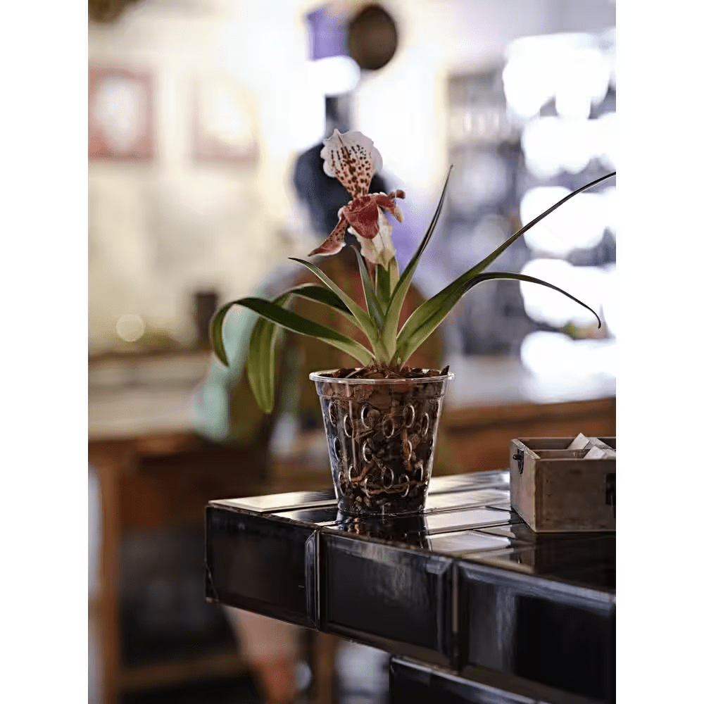 5 In. Clear Plastic Orchid Decorative Pot - Image 4