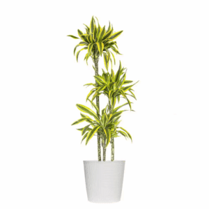 10 In. Dracaena Lemon Lime Plant in White Decor Pot